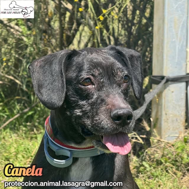 Canela (4/11)