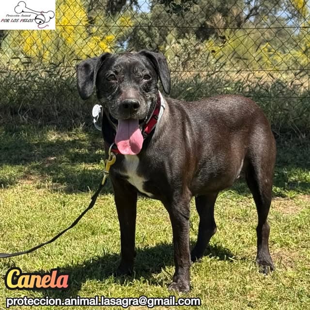 Canela (5/11)