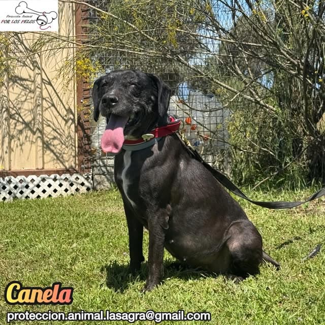 Canela (6/11)