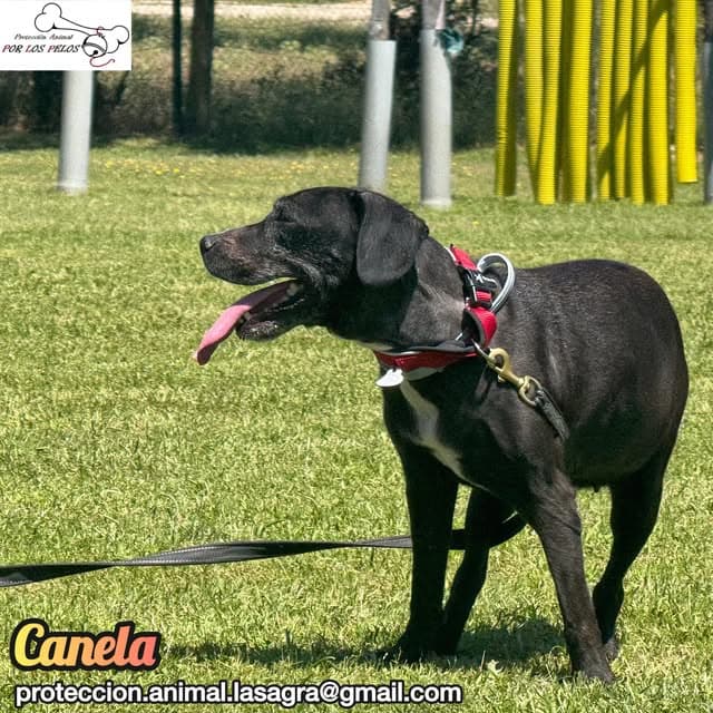 Canela (7/11)