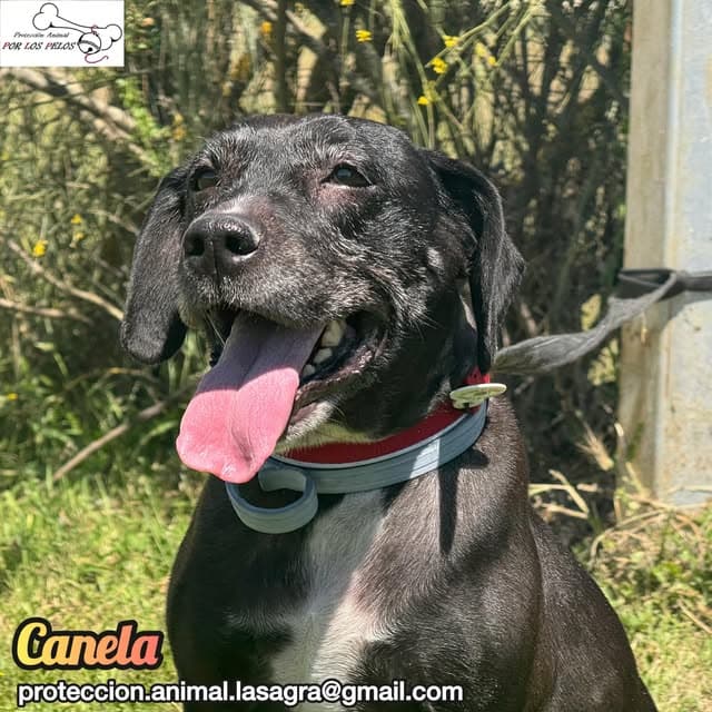 Canela (8/11)