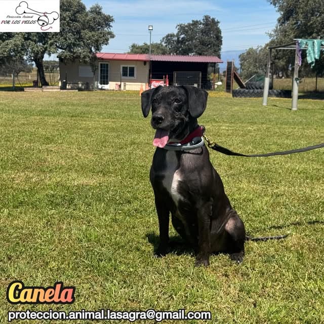 Canela (9/11)