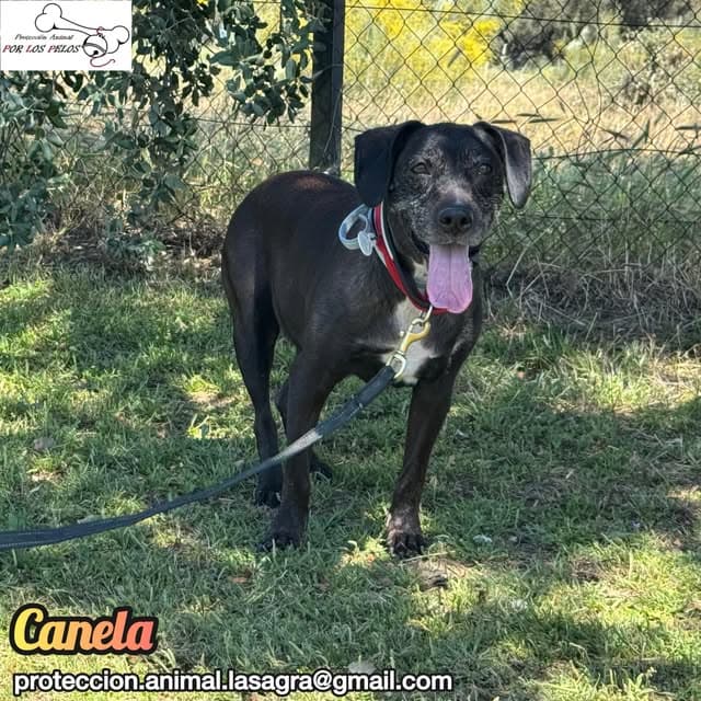 Canela (10/11)