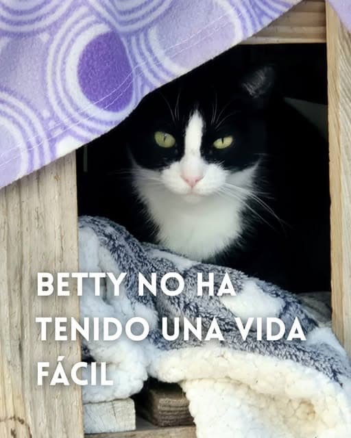 Betty, Rokero (1/7)