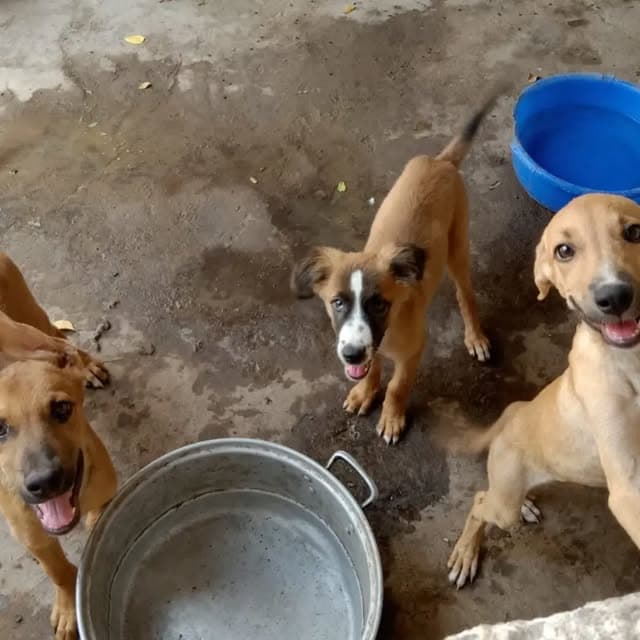3 animalitos (2/3)