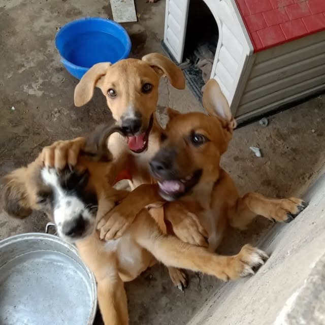 3 animalitos (3/3)