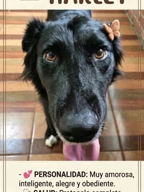 Dulce (4/5)