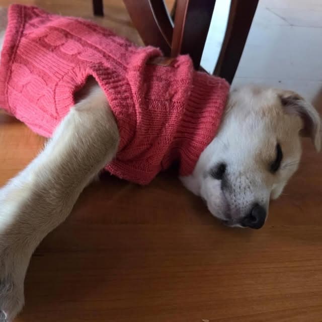 Teddy (2/20)