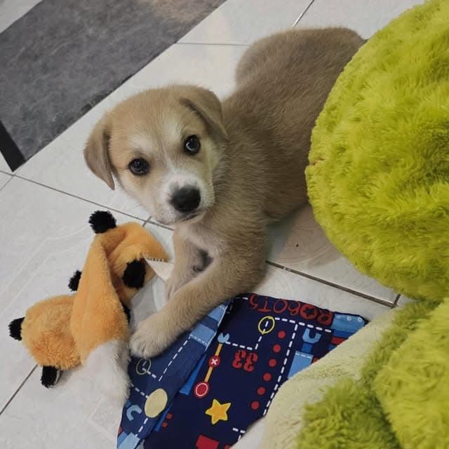 Teddy (11/20)