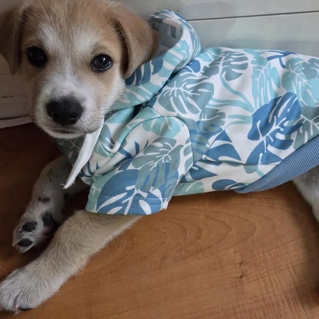 Teddy (12/20)