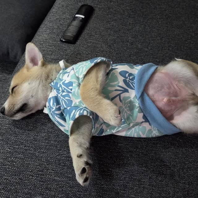 Teddy (13/20)
