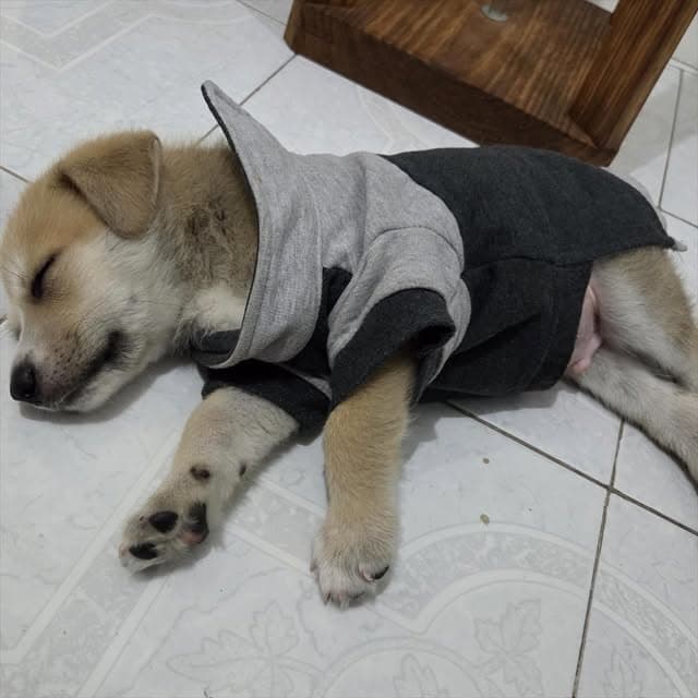 Teddy (14/20)