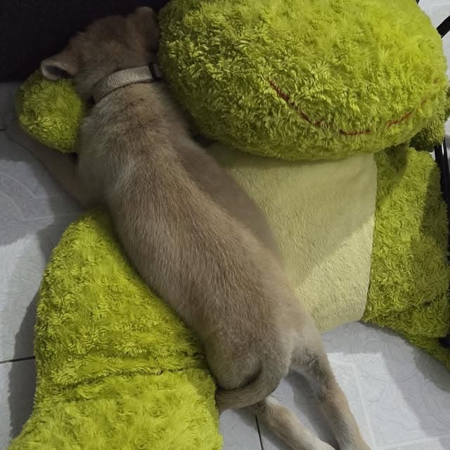 Teddy (17/20)
