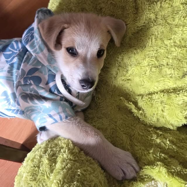 Teddy (6/20)