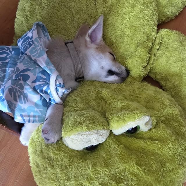 Teddy (7/20)