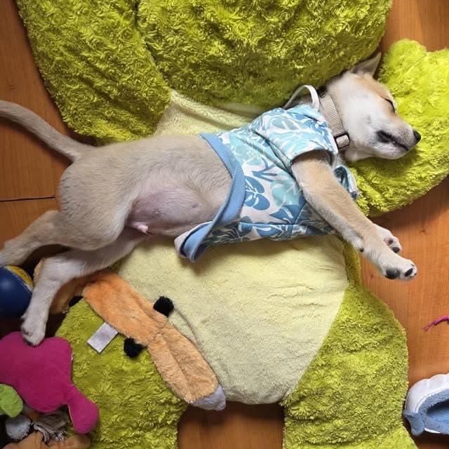 Teddy (8/20)