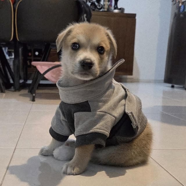 Teddy (9/20)