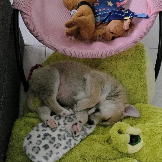 Teddy (10/20)