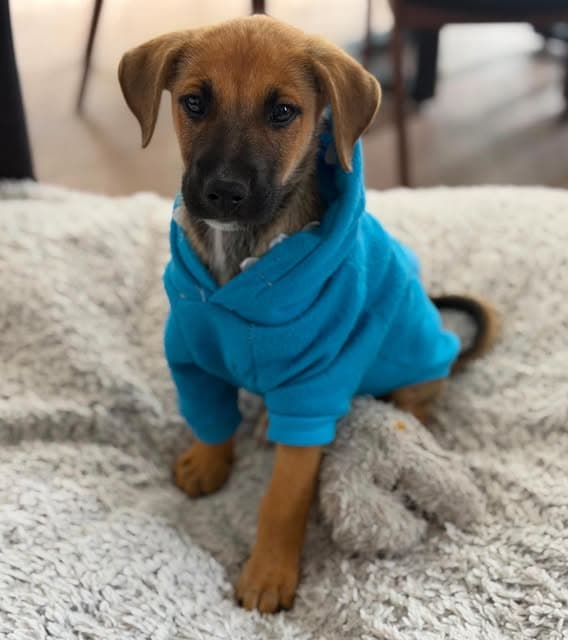 Bosco (2/19)
