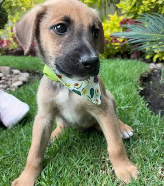 Bosco (15/19)