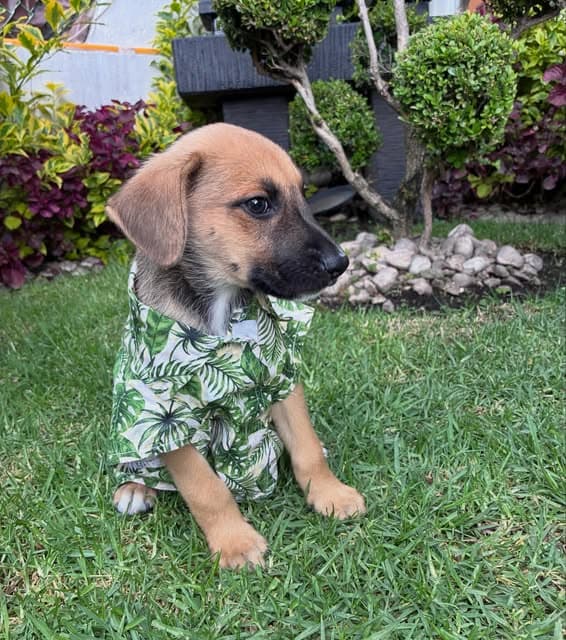 Bosco (18/19)