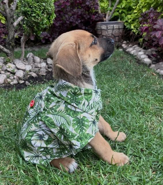 Bosco (19/19)