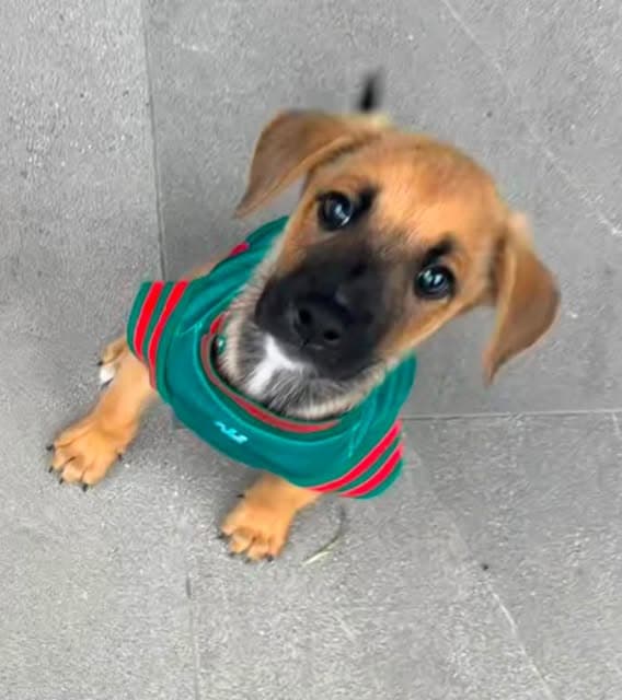 Bosco (9/19)