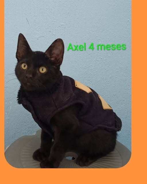 Yuly, Axel (2/2)
