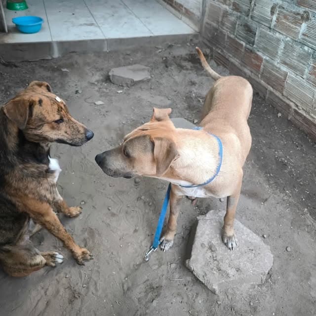 2 animalitos (2/4)