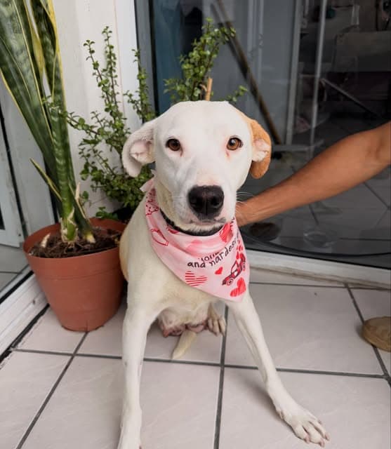 Mérida (9/10)