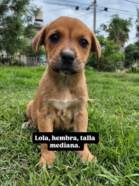 Lola (1/6)