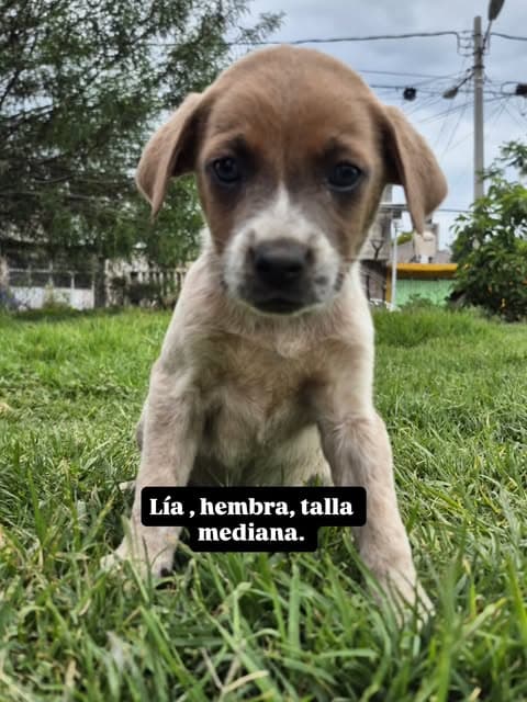 Lola (2/6)