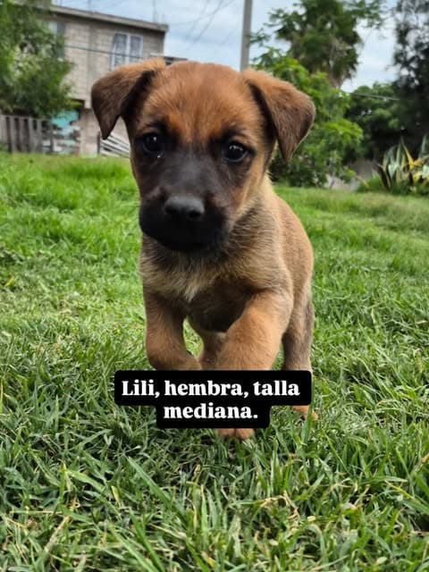 Lola (3/6)