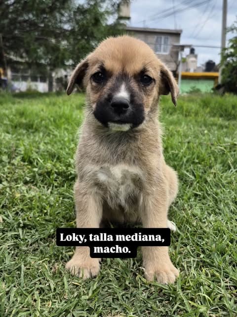 Lola (4/6)