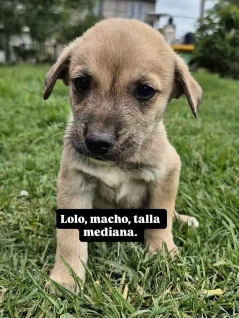 Lola (5/6)
