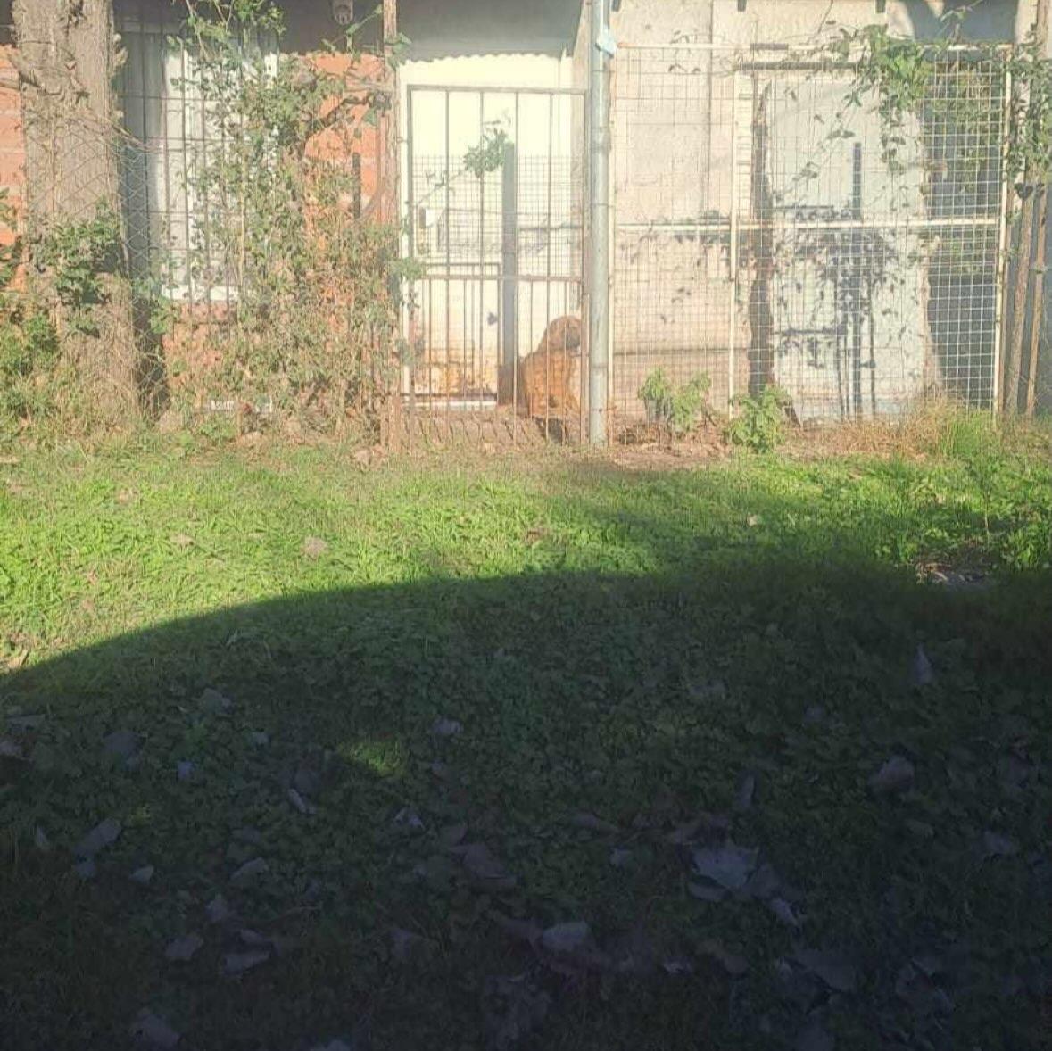 2 animalitos (3/4)
