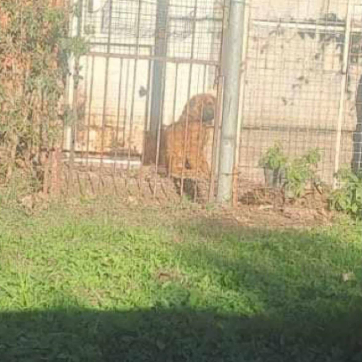 2 animalitos (4/4)