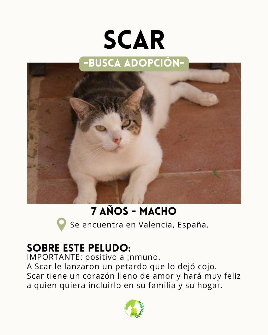 Scar (2/8)