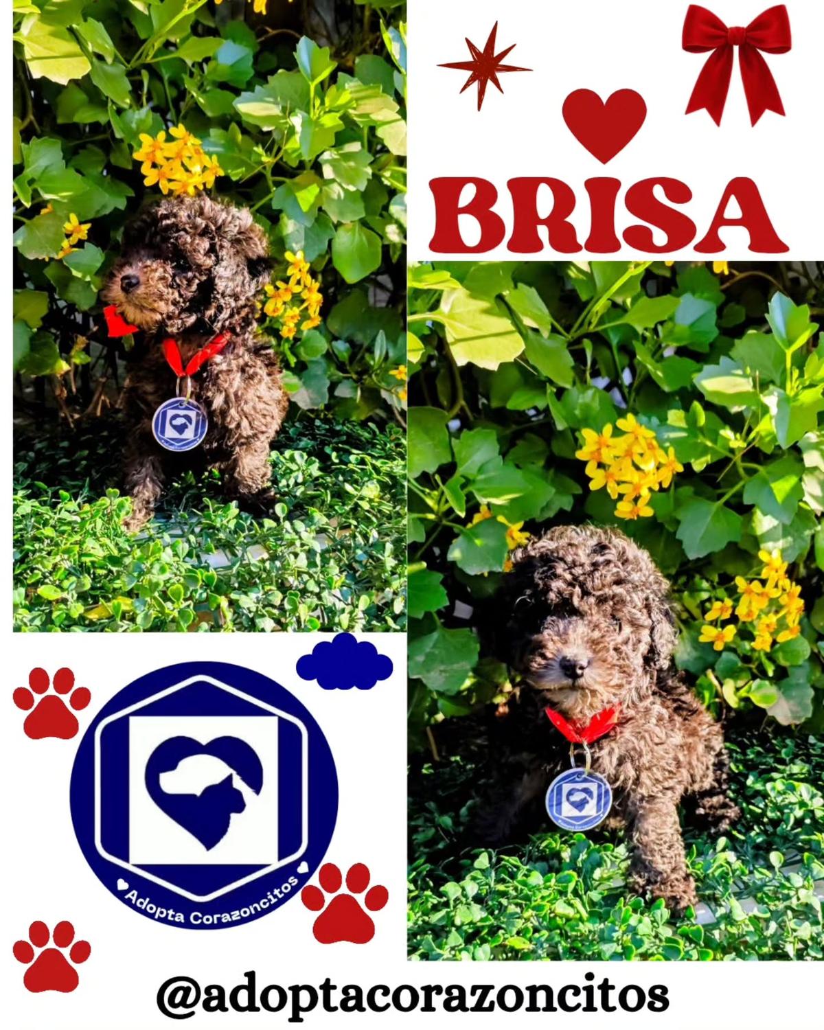 Nieve, Brisa (2/2)