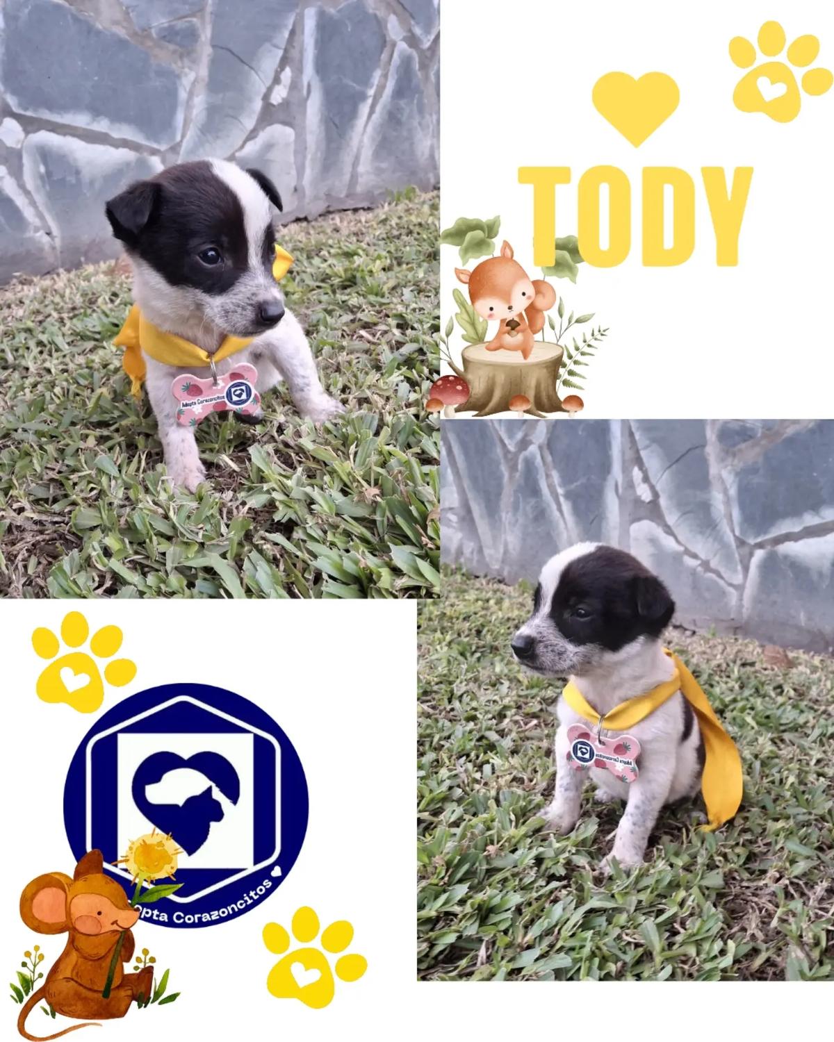 Miel, Tody, Coco (2/3)