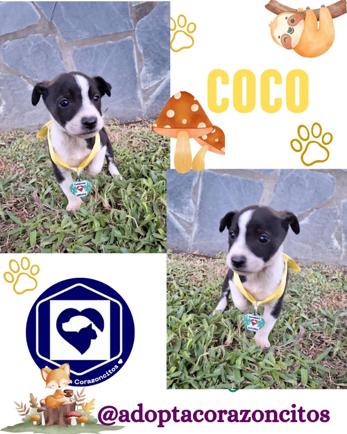 Miel, Tody, Coco (3/3)