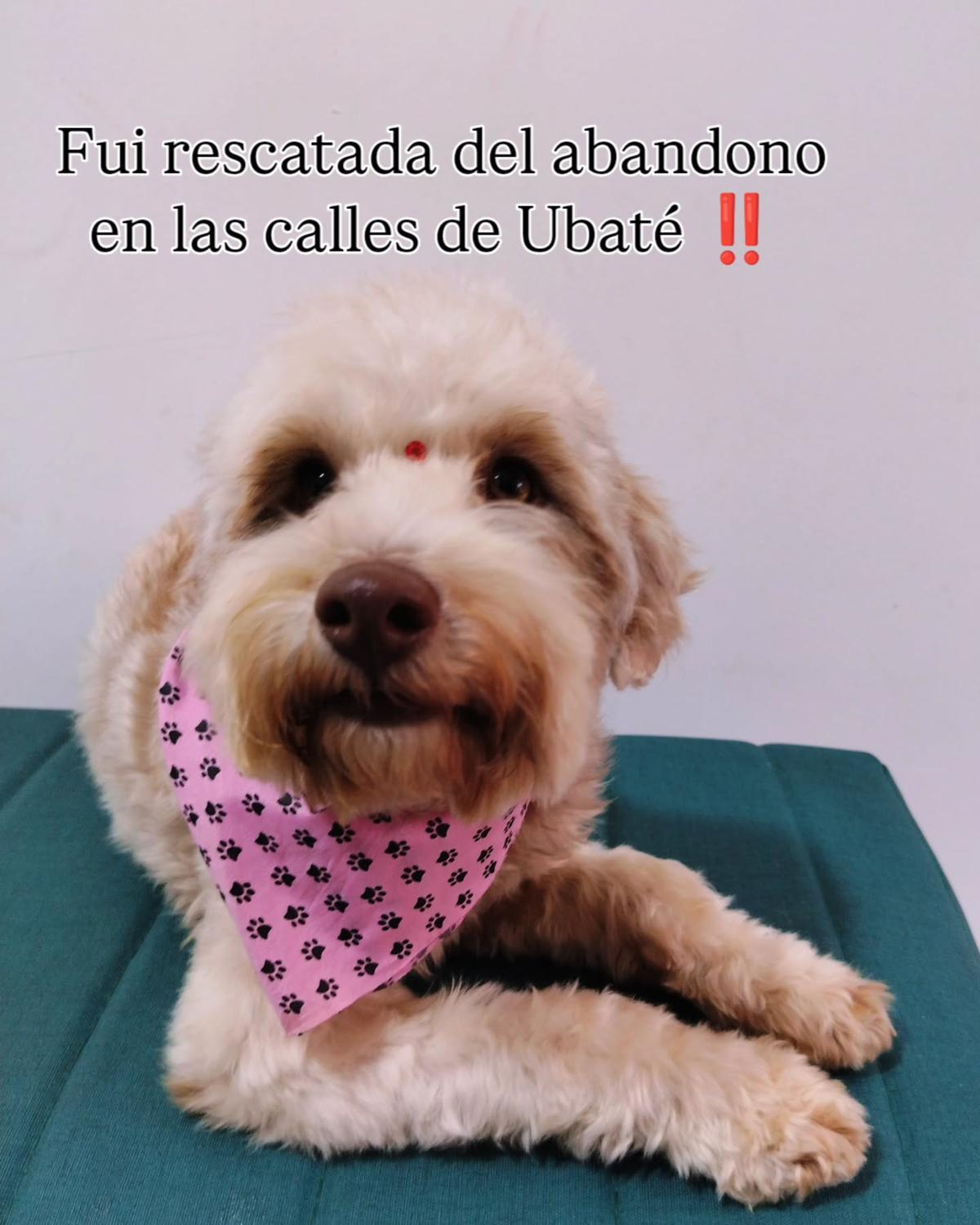 Crispeta (2/7)