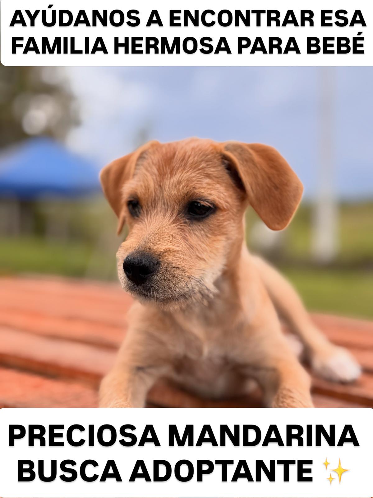 Mandarina (1/5)