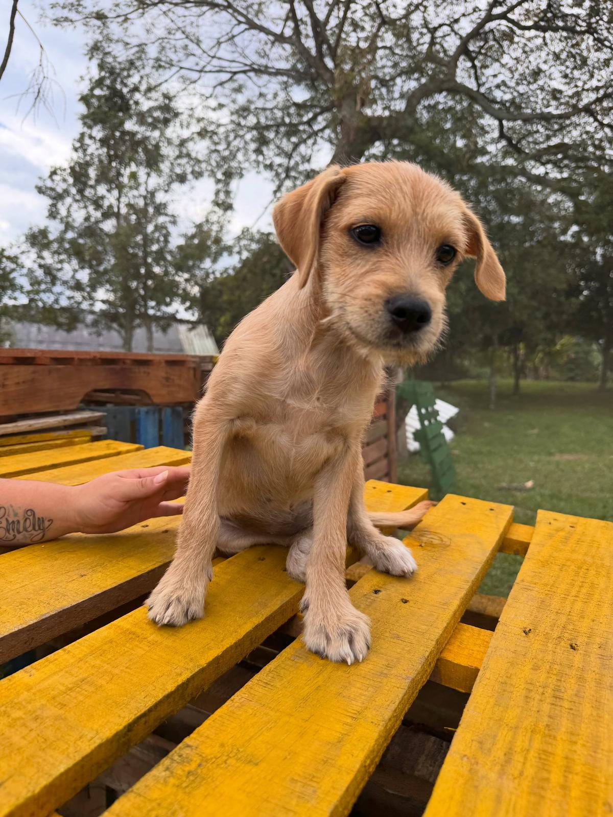 Mandarina (2/5)