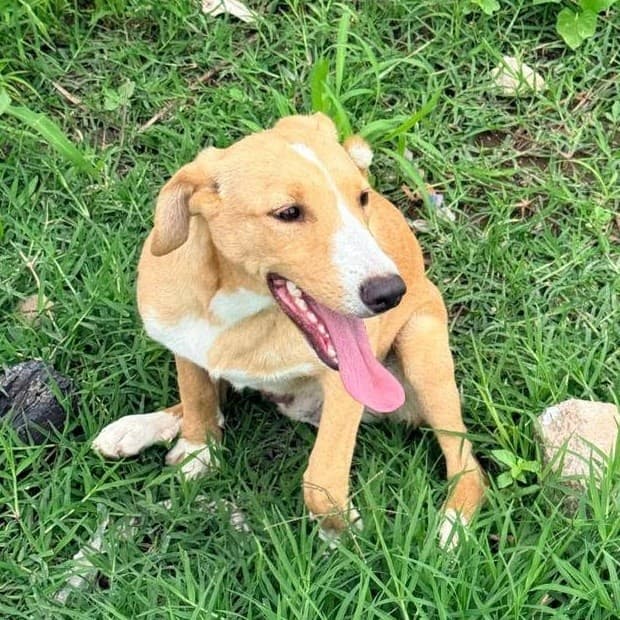 KODA