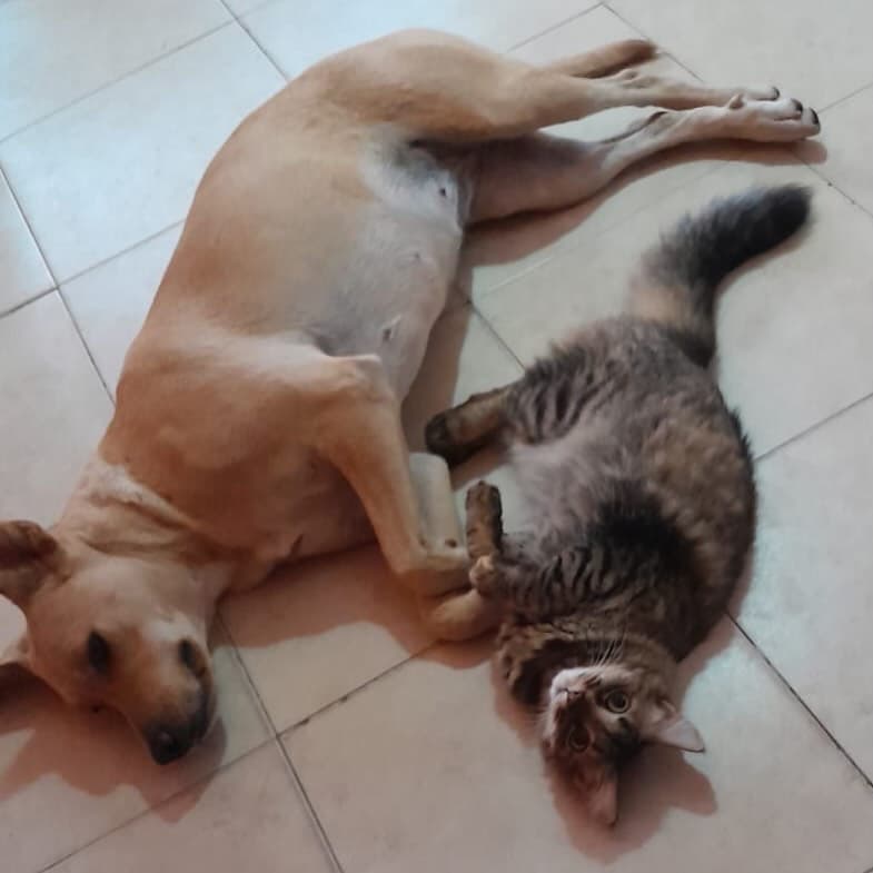 Gorda
