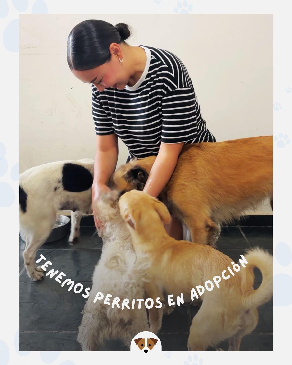 3 animalitos (1/8)