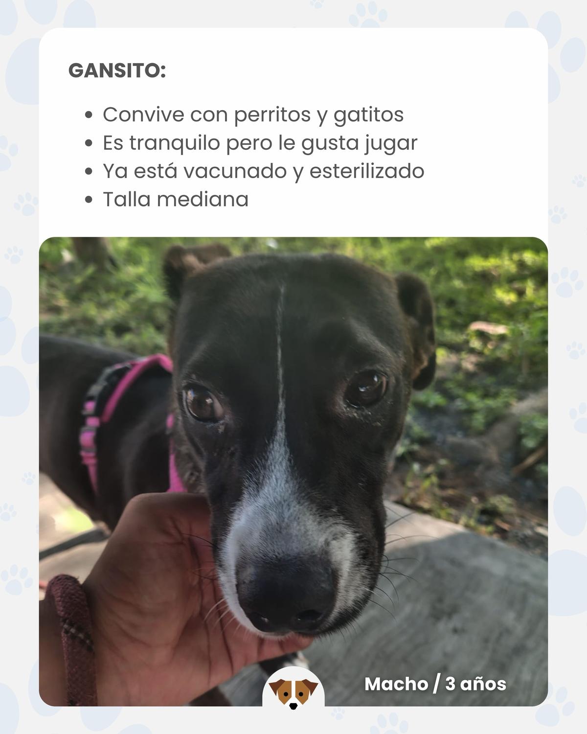 3 animalitos (2/8)