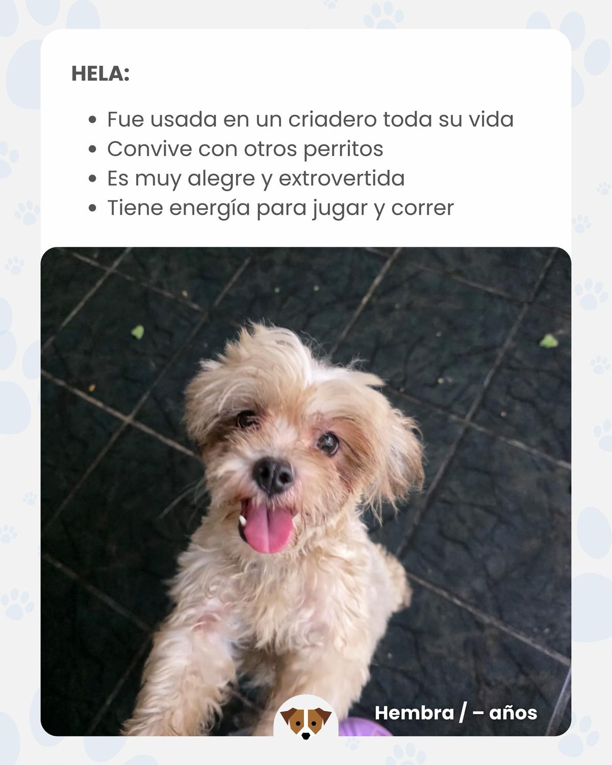 3 animalitos (4/8)