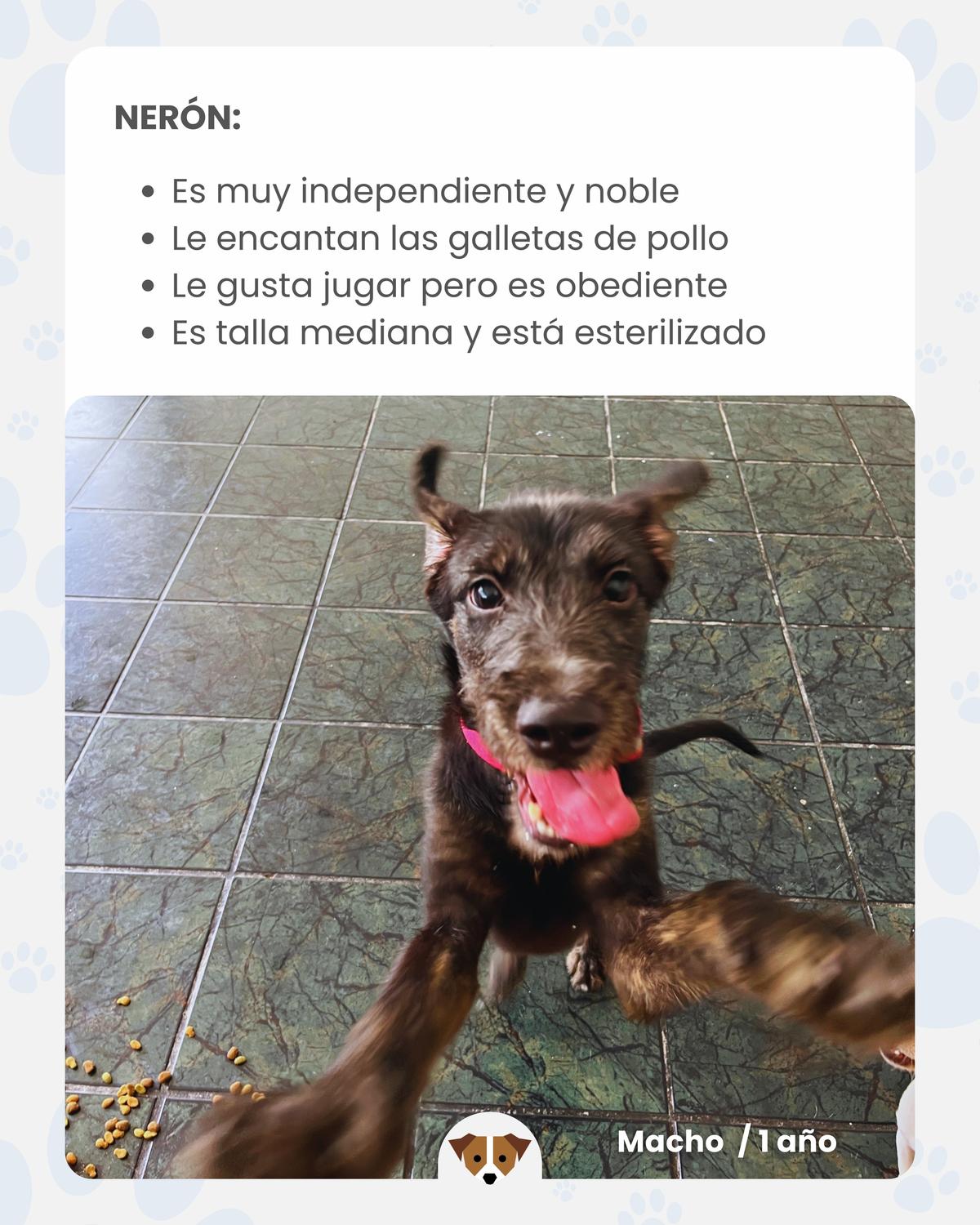 3 animalitos (8/8)
